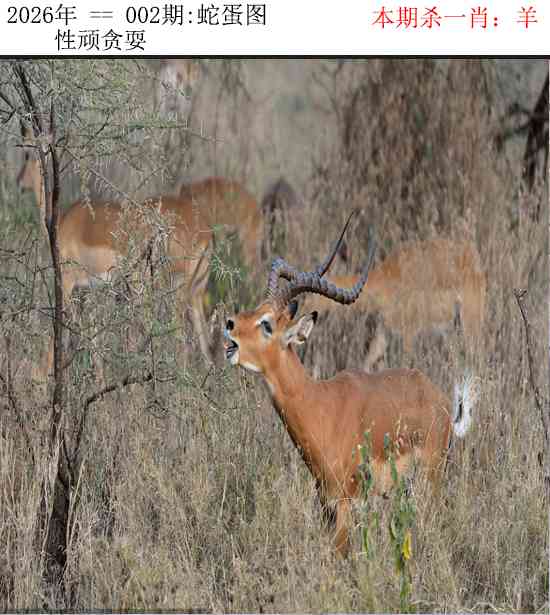 002期正版蛇蛋图[图]